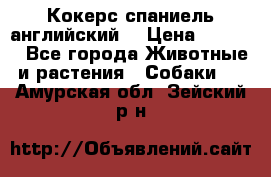 Кокерс спаниель английский  › Цена ­ 4 500 - Все города Животные и растения » Собаки   . Амурская обл.,Зейский р-н